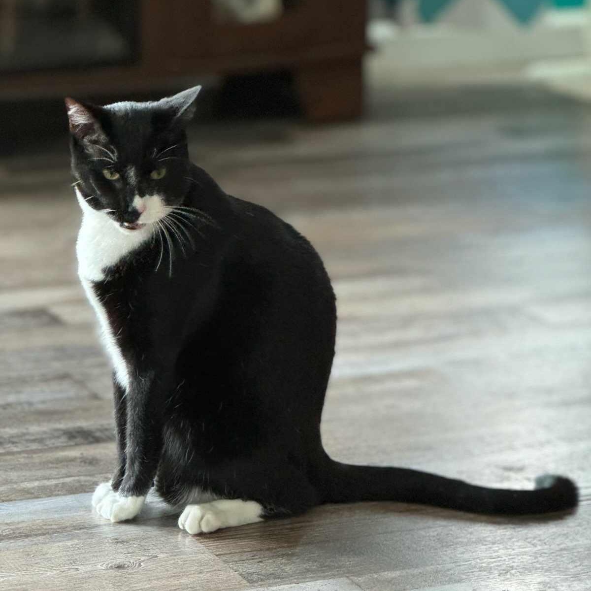 Enlarge Yang, a Adopted Tuxedo in Leesburg, FL image 1/2