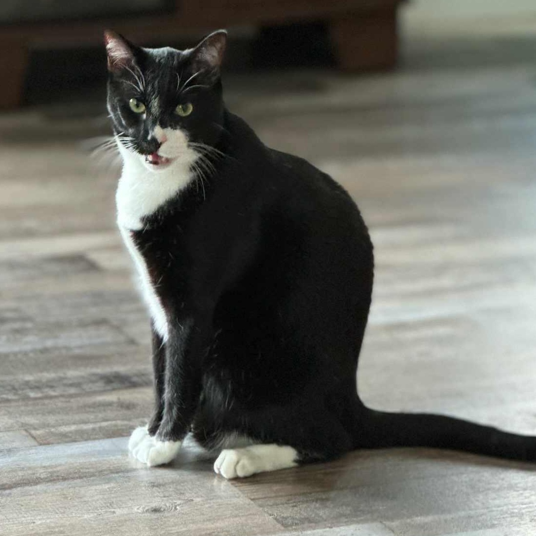 Enlarge Yang, a Adopted Tuxedo in Leesburg, FL image 2/2