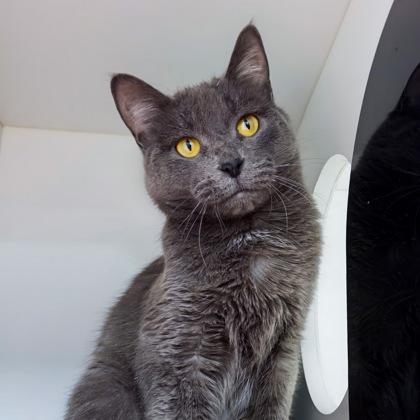 Brittany, Adoptable, Adult Female Domestic Short Hair & Domestic Short Hair.