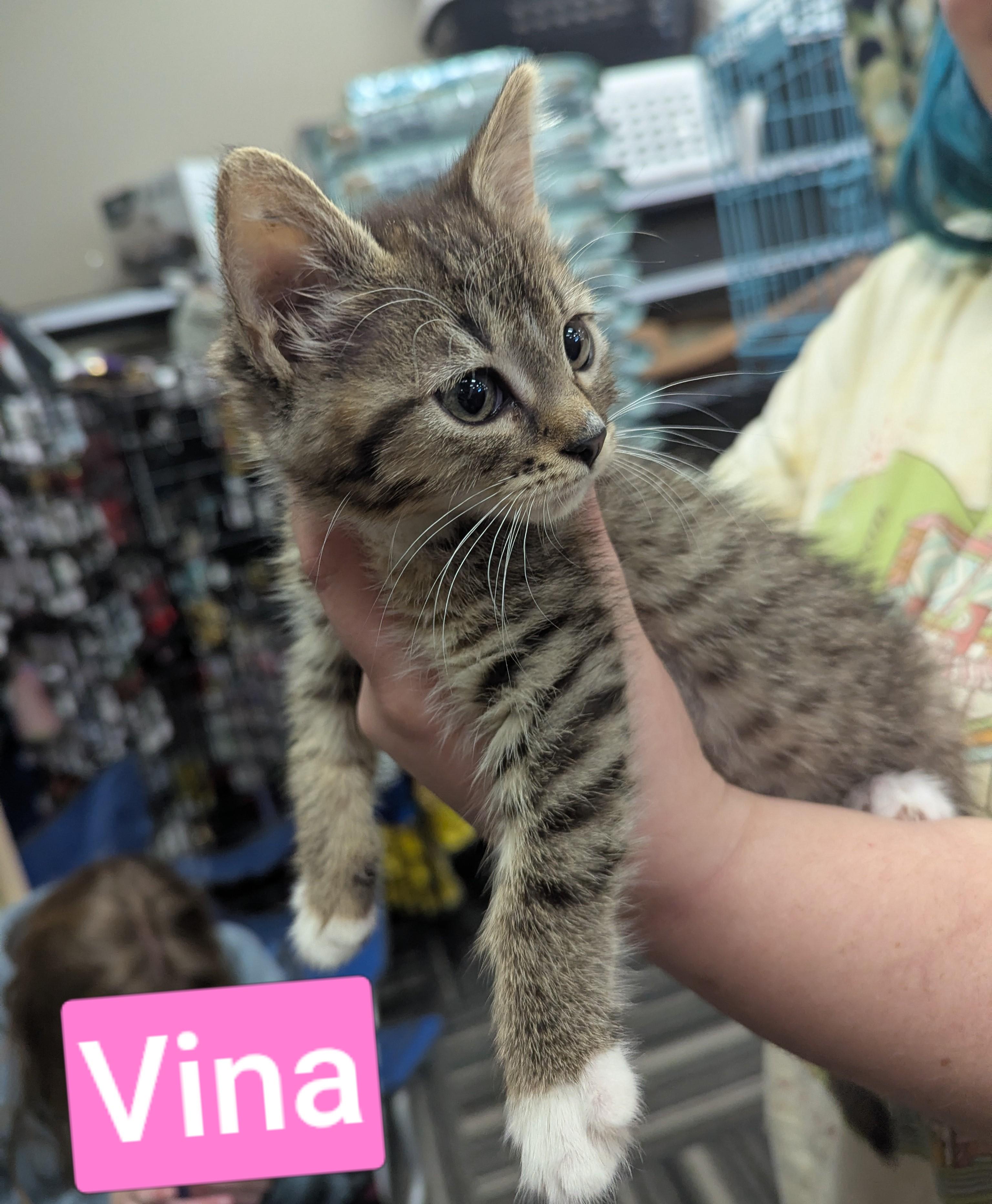 Enlarge Vina, a Adoptable mixed breed in West Richland, WA image 3/3