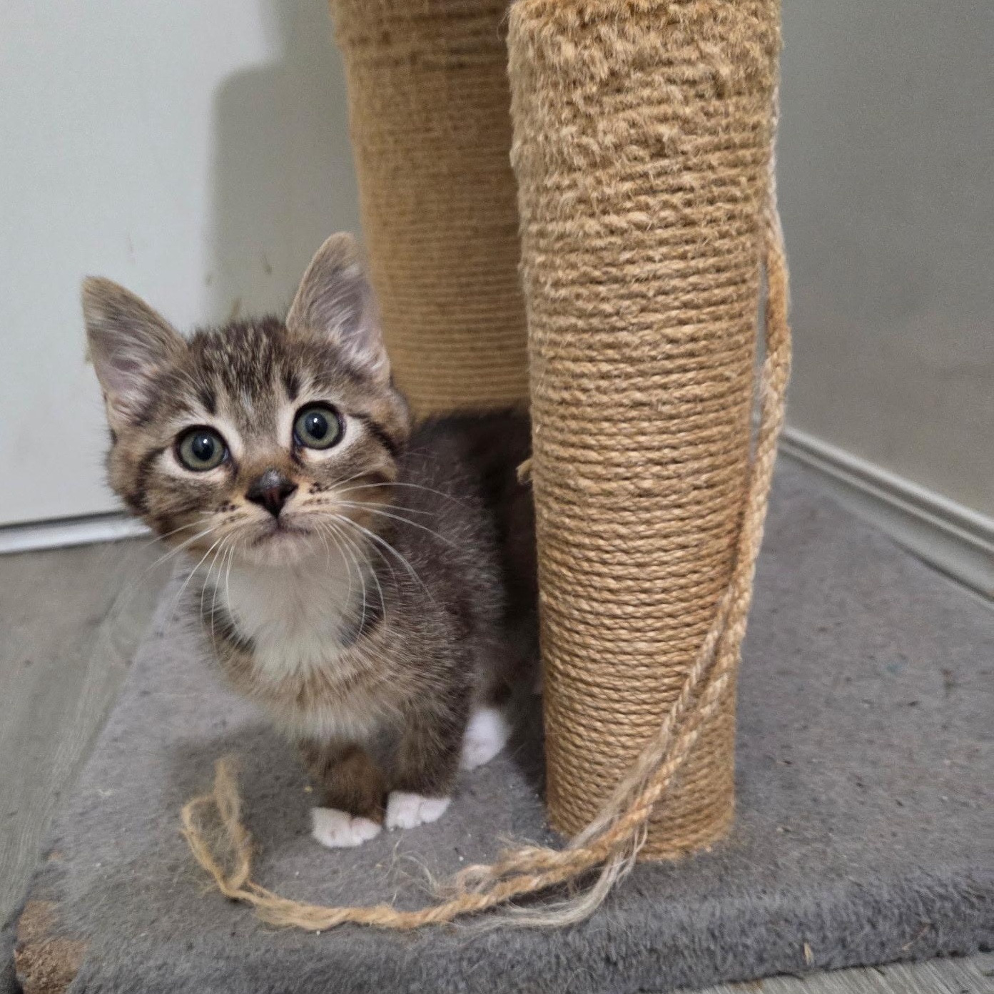 Enlarge Vina, a Adoptable mixed breed in West Richland, WA image 1/3