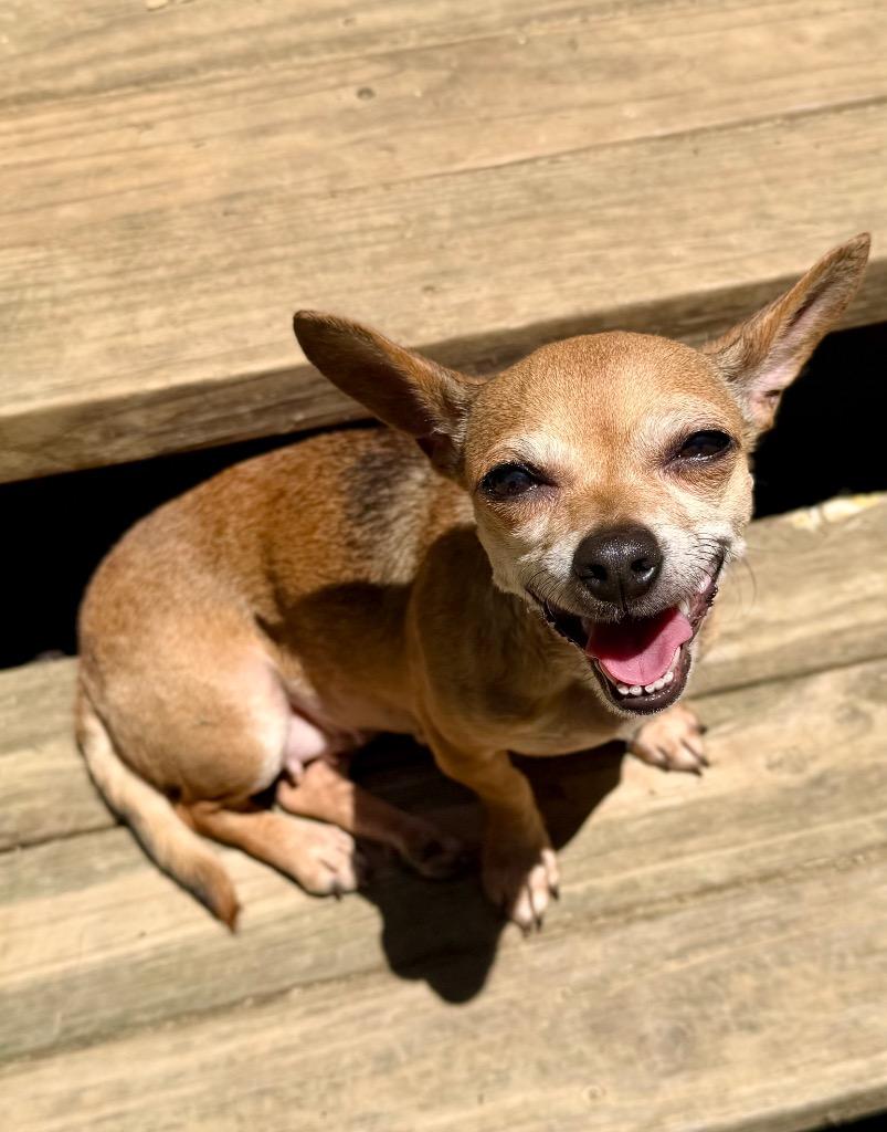 Bella Bitsy, Adoptable, Adult Female Chihuahua.