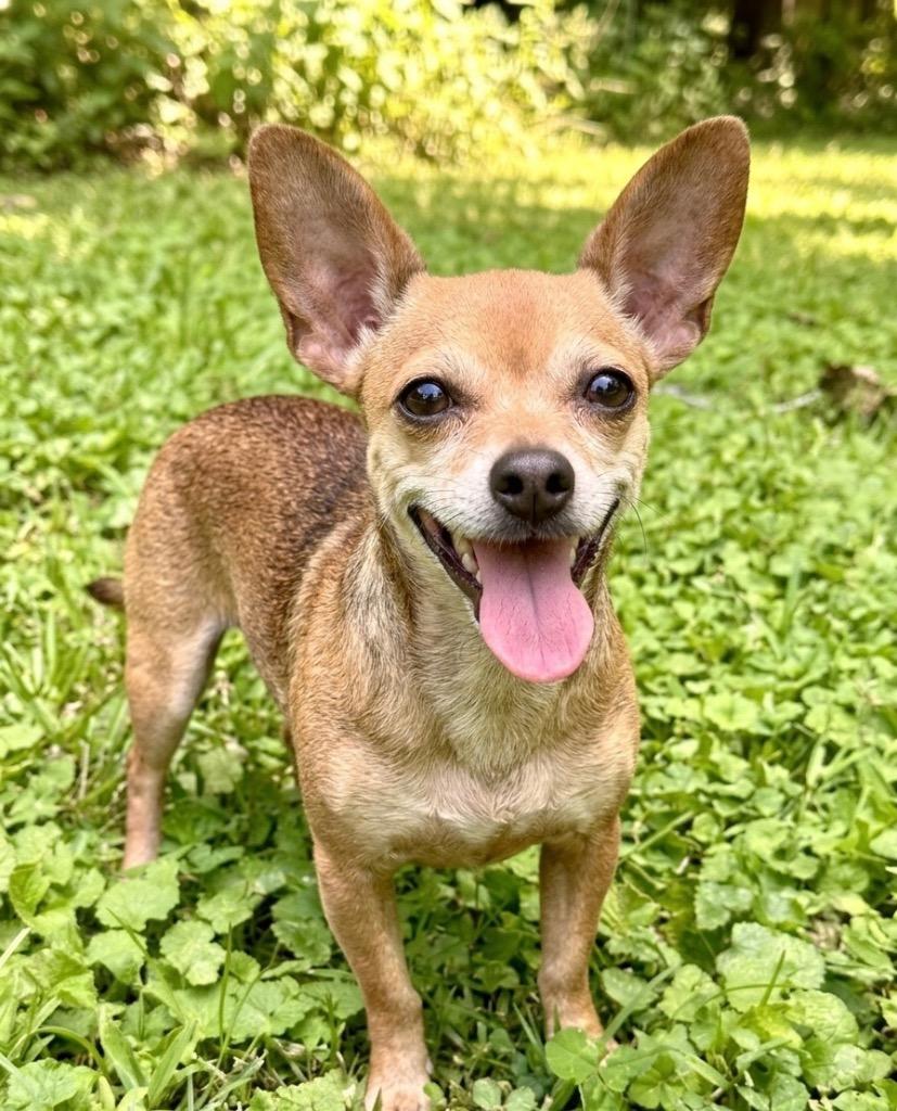 Enlarge Bella Bitsy, a Adoptable mixed breed in Princeton, MA image 3/6