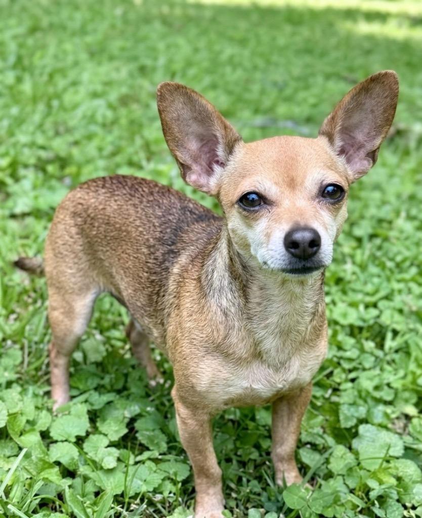Enlarge Bella Bitsy, a Adoptable mixed breed in Princeton, MA image 4/6
