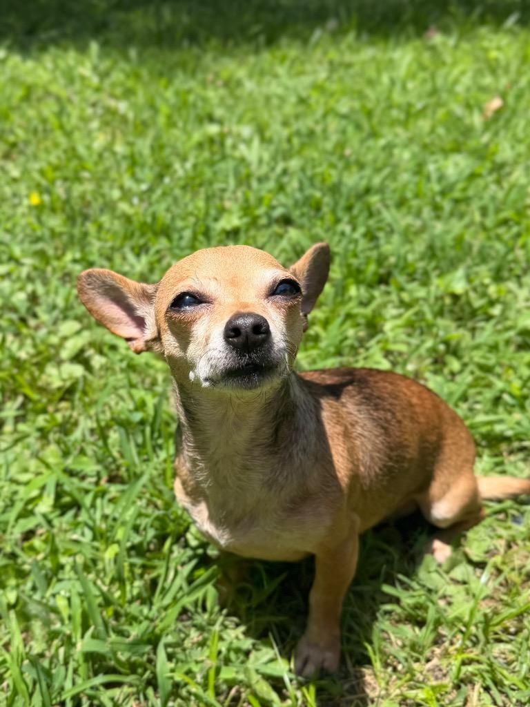 Enlarge Bella Bitsy, a Adoptable mixed breed in Princeton, MA image 5/6