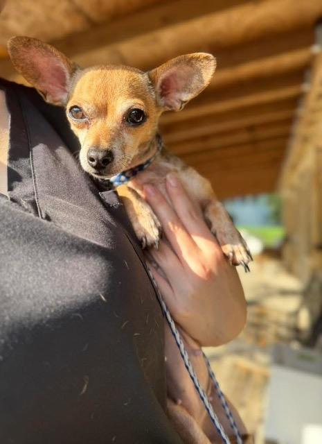 Enlarge Bella Bitsy, a Adoptable mixed breed in Princeton, MA image 6/6