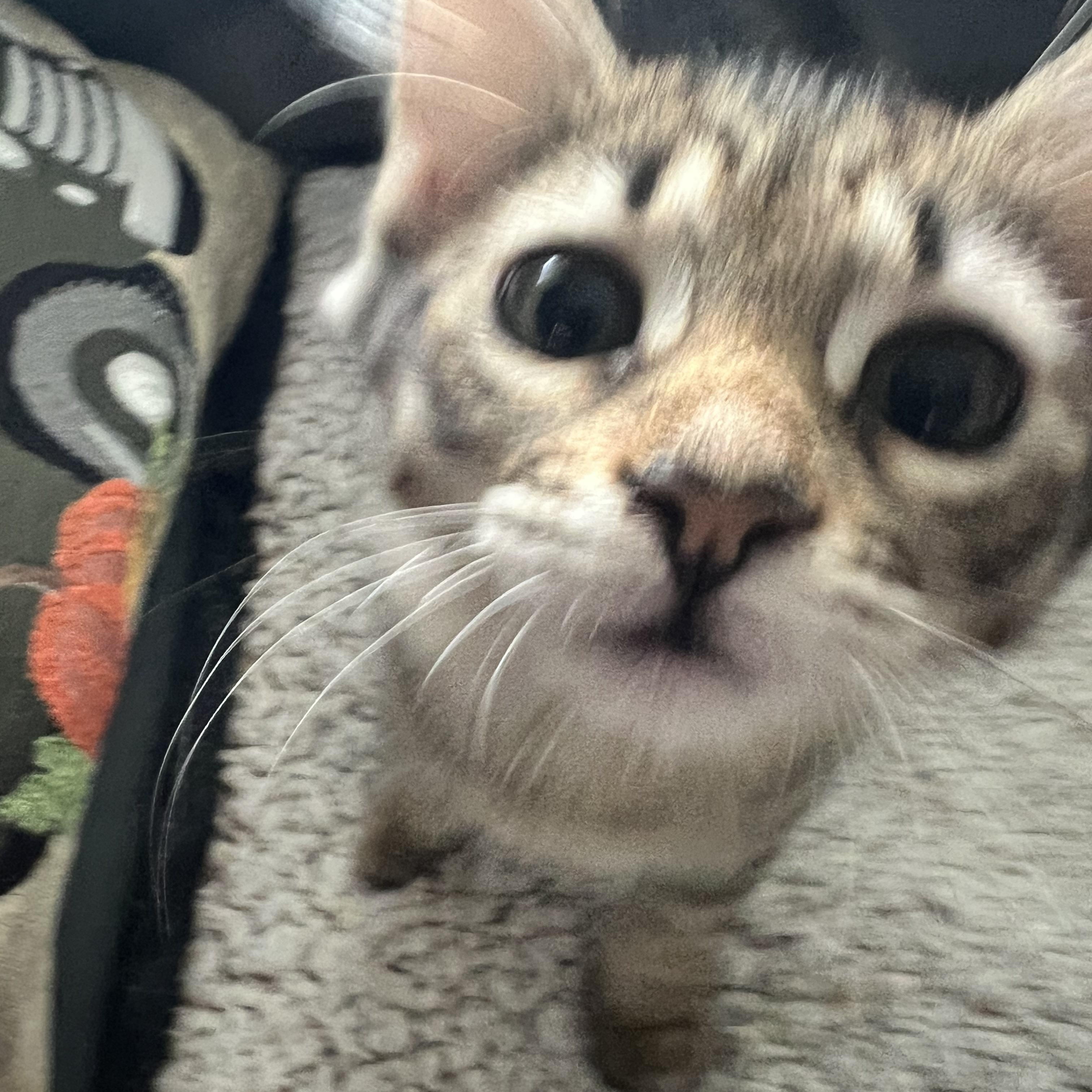 Heather, adoptable, Young Female Maine Coon.