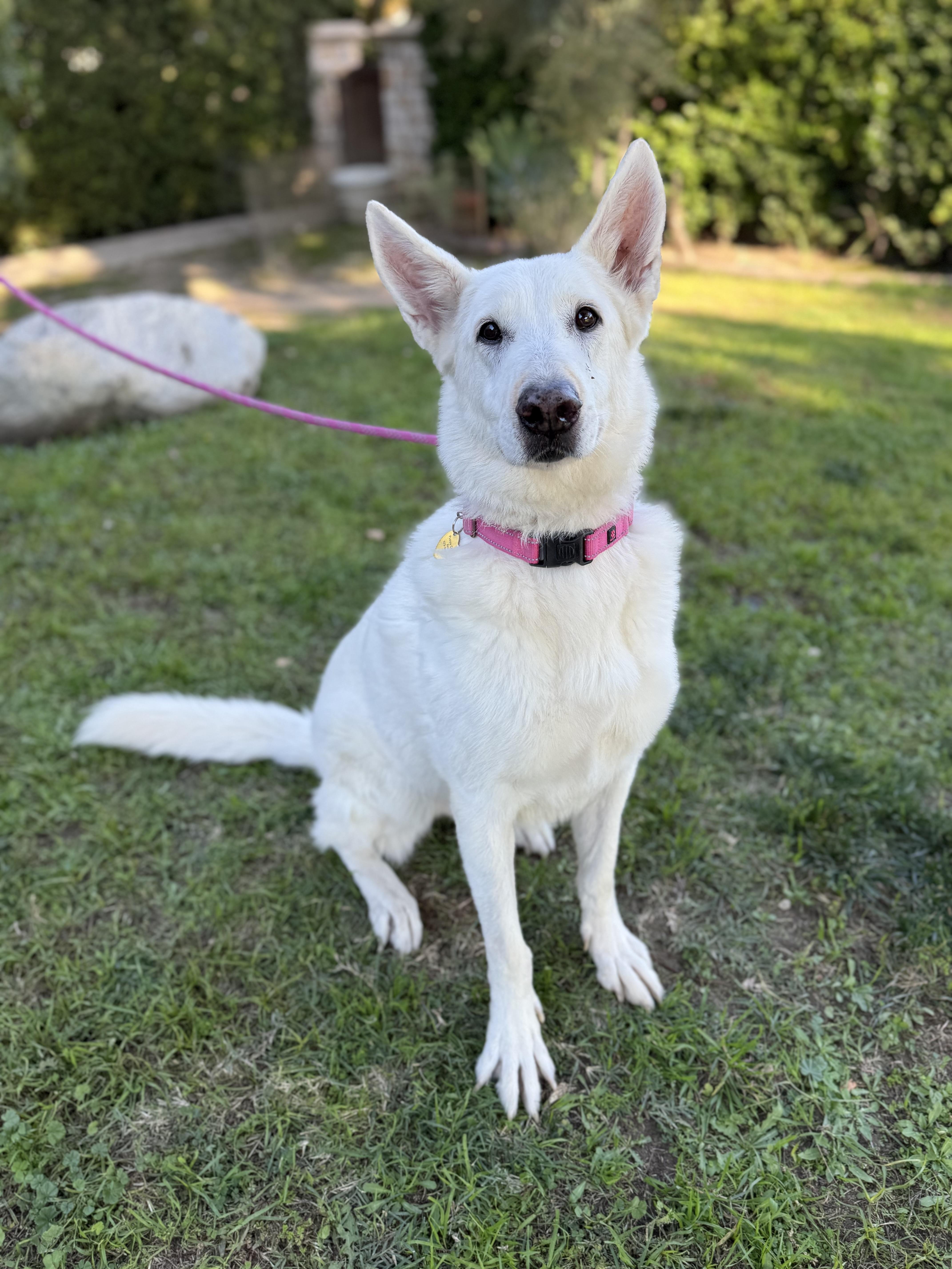 Enlarge ELSA, a ADOPTABLE mixed breed in Los Angeles, CA image 2/2