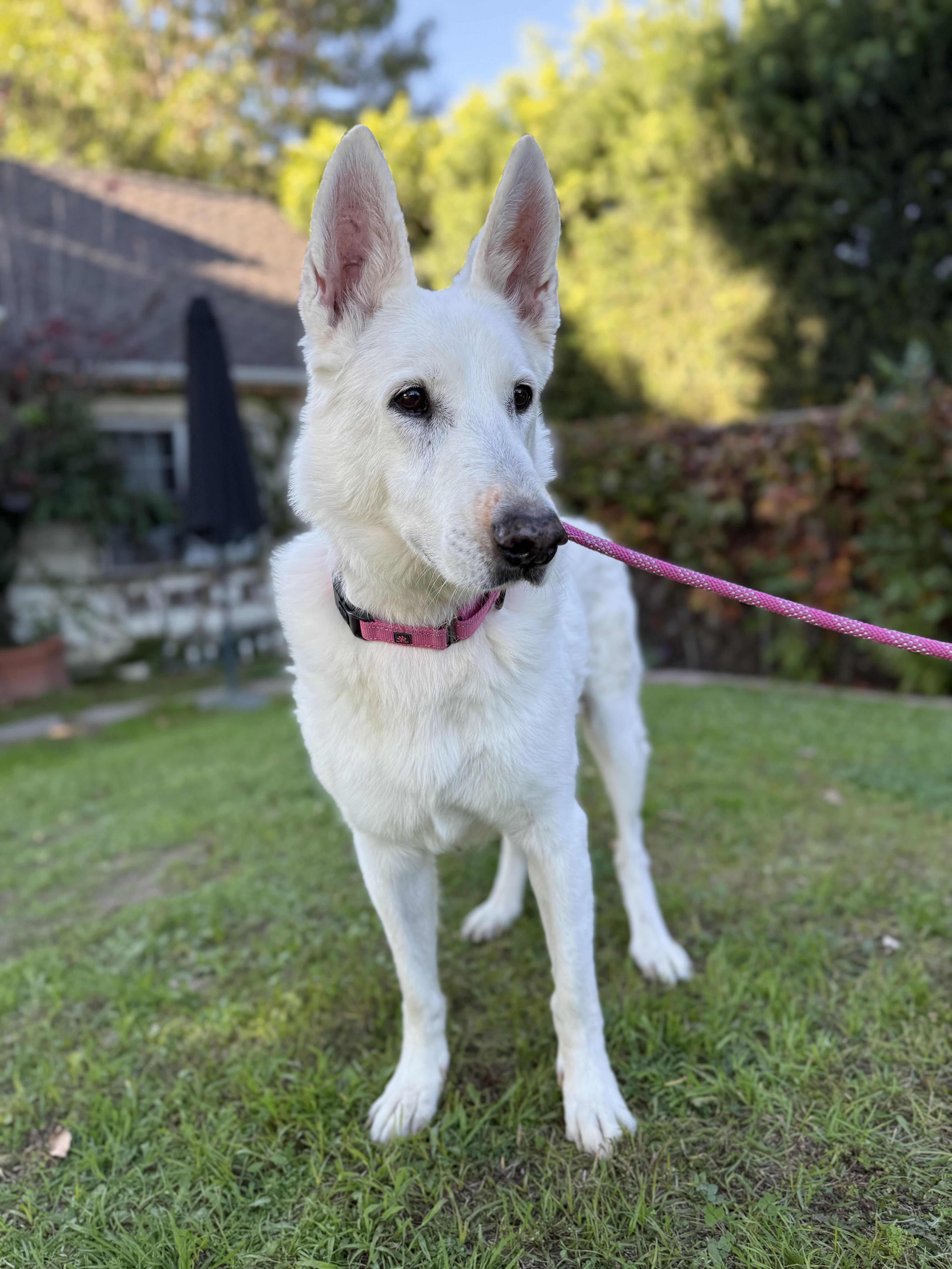 ELSA, ADOPTABLE, Adult Female German Shepherd Dog & Husky.
