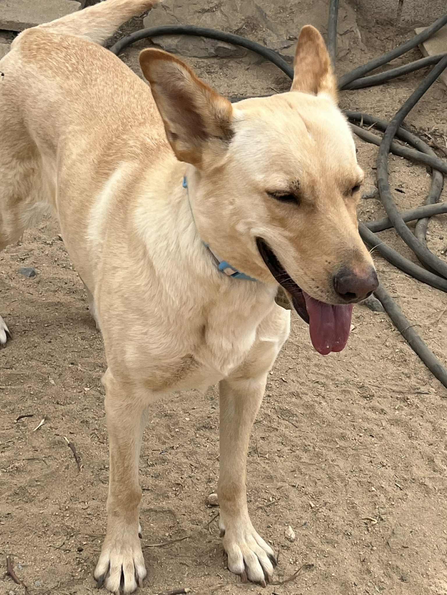 Enlarge Marley , a ADOPTABLE mixed breed in Palm Desert, CA image 3/5