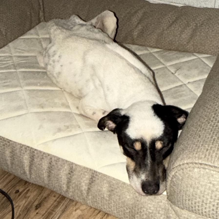 Enlarge Cordelia, a Adoptable mixed breed in Valdosta , GA image 1/5