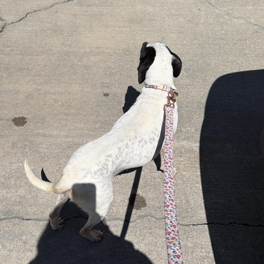 Enlarge Cordelia, a Adoptable mixed breed in Valdosta , GA image 2/5