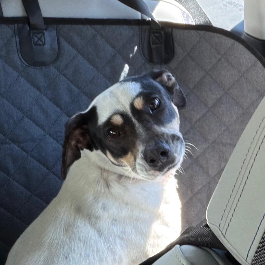 Enlarge Cordelia, a Adoptable mixed breed in Valdosta , GA image 3/5