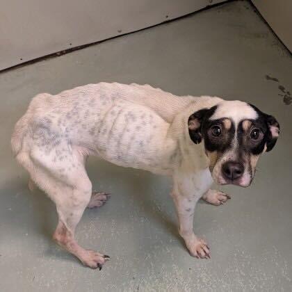 Enlarge Cordelia, a Adoptable mixed breed in Valdosta , GA image 4/5