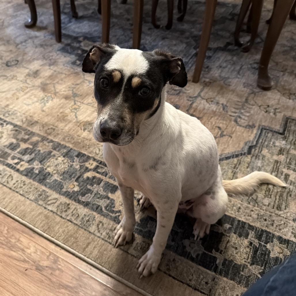 Enlarge Cordelia, a Adoptable mixed breed in Valdosta , GA image 5/5