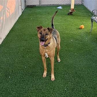 Enlarge Sarabi, a Adoptable mixed breed in Tempe, AZ image 1/6