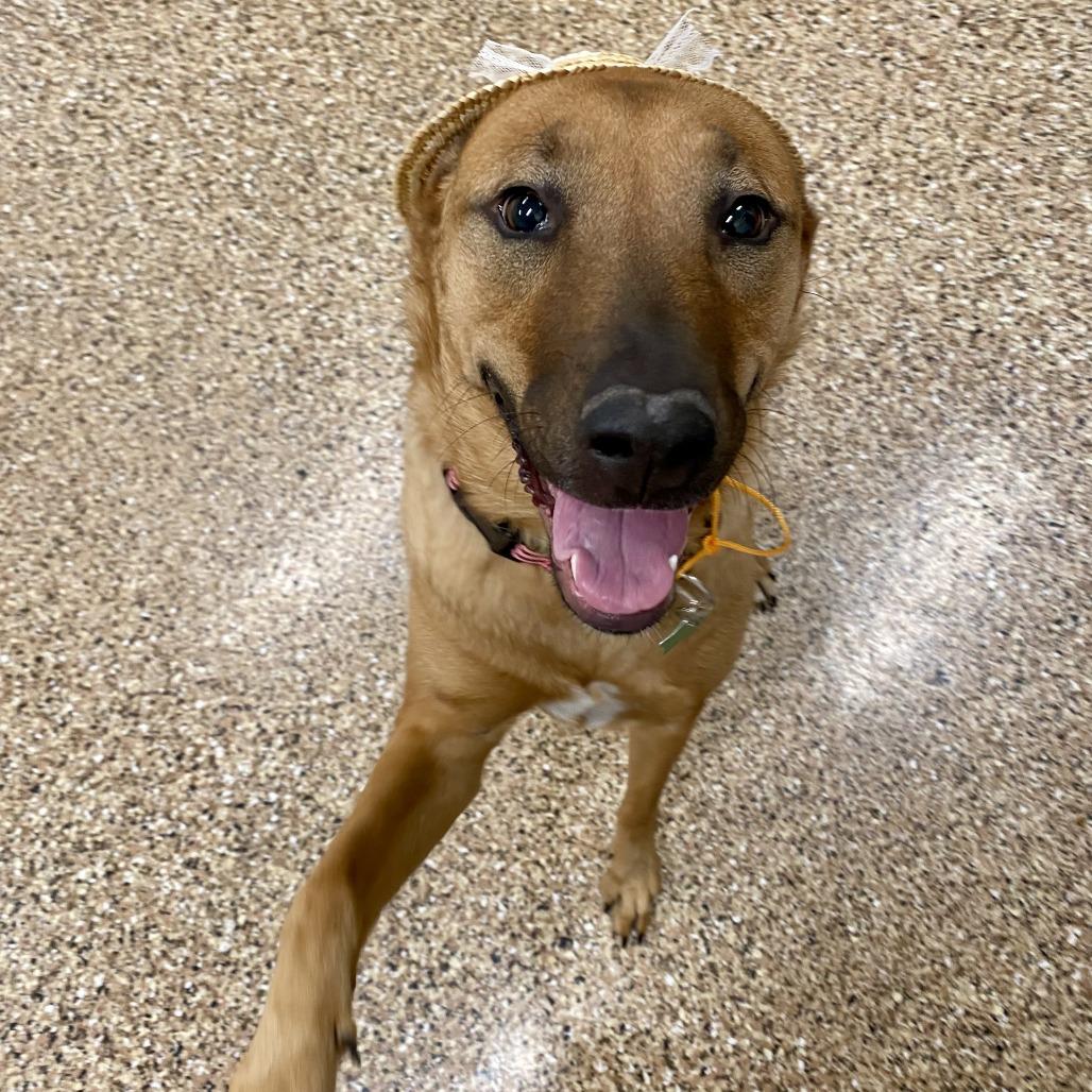 Enlarge Sarabi, a Adoptable mixed breed in Tempe, AZ image 2/6