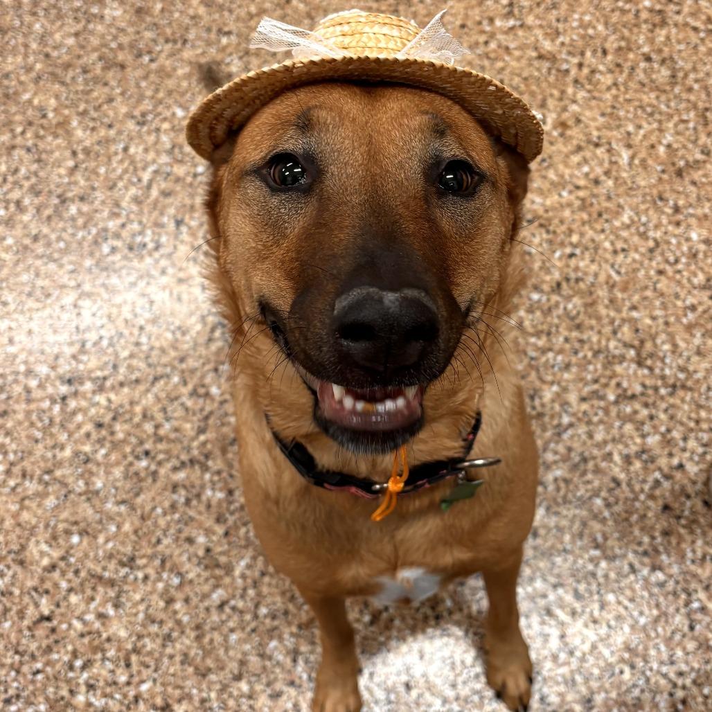 Enlarge Sarabi, a Adoptable mixed breed in Tempe, AZ image 3/6