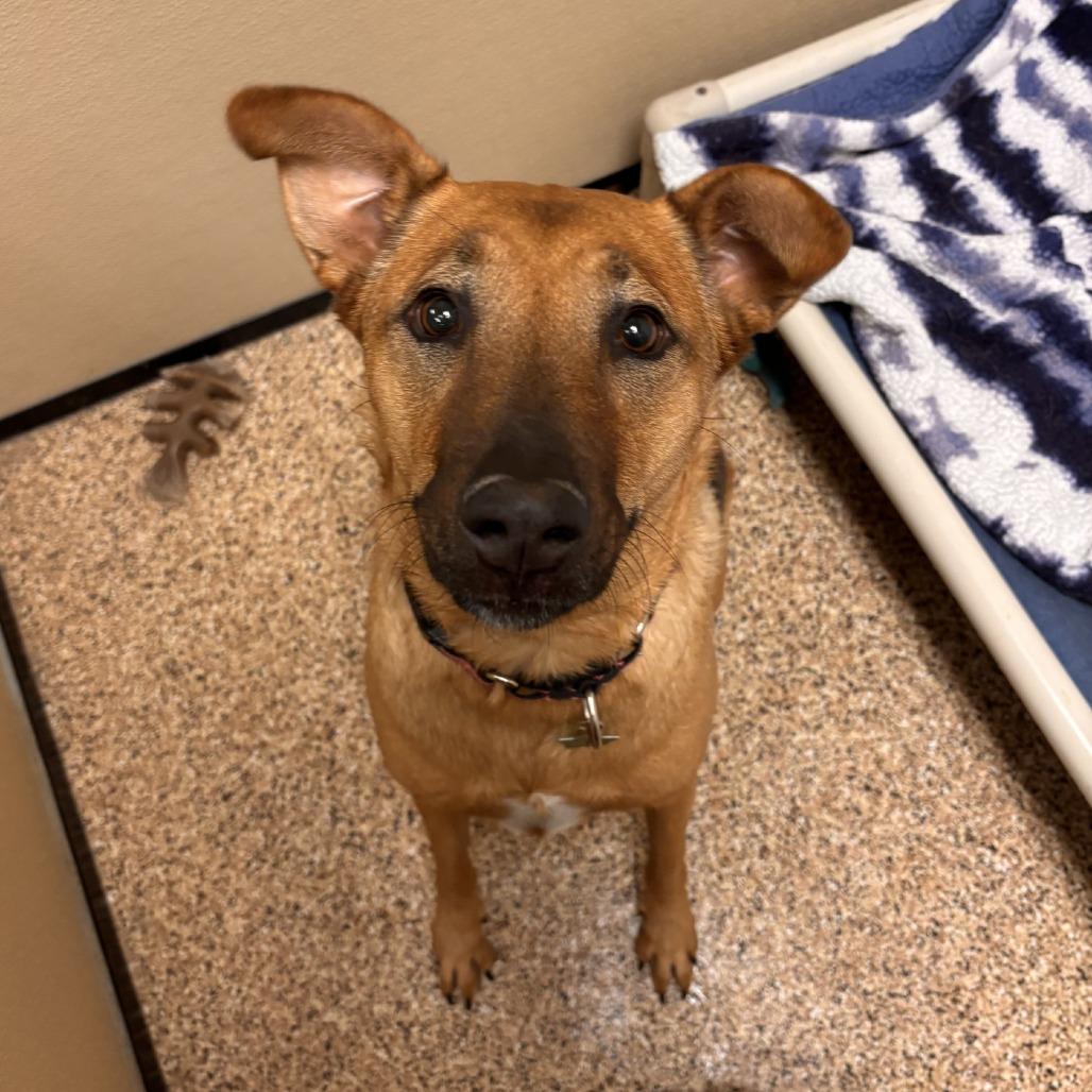 Enlarge Sarabi, a Adoptable mixed breed in Tempe, AZ image 4/6