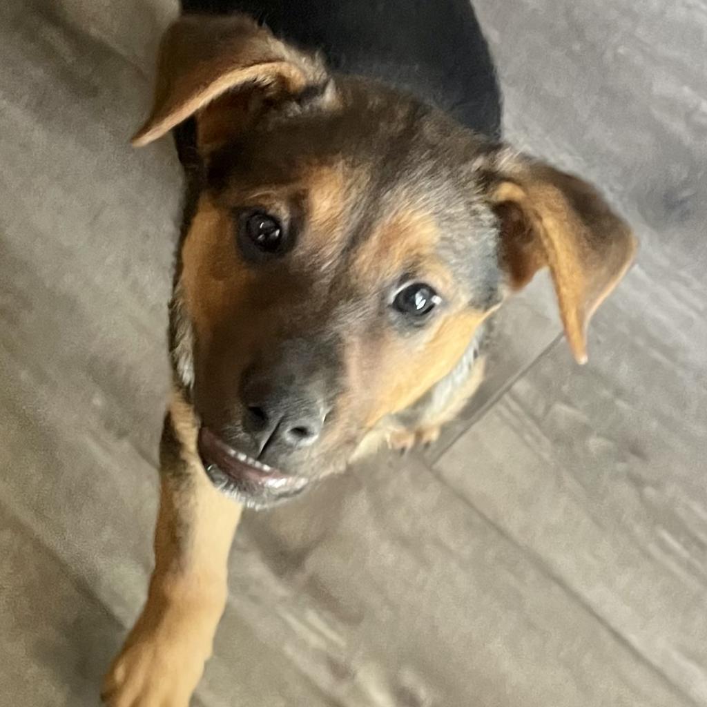 Enlarge Sarabi, a Adoptable mixed breed in Tempe, AZ image 5/6