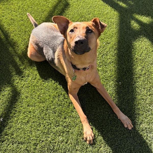 Enlarge Sarabi, a Adoptable mixed breed in Tempe, AZ image 6/6