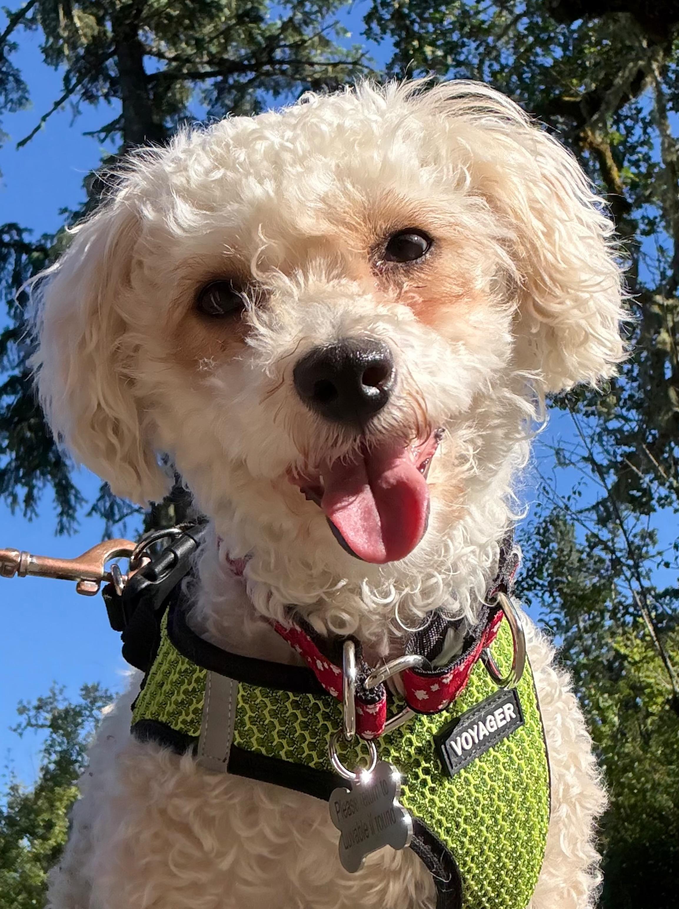Logan, adopted, Young Female Miniature Poodle & Cavalier King Charles Spaniel.