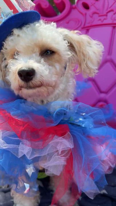 Enlarge Logan, an adopted mixed breed in Eugene, OR video 2/2