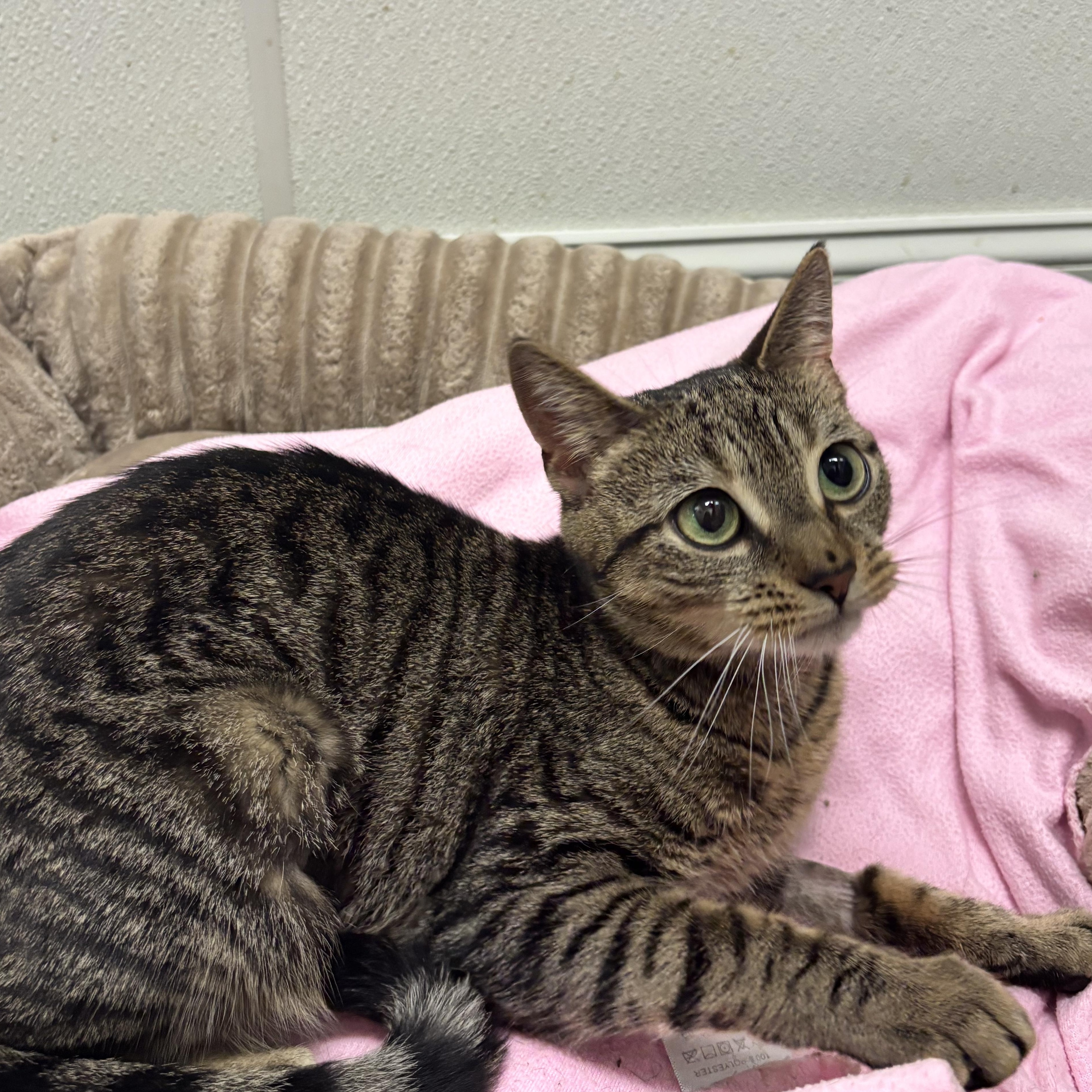 Enlarge Posie, a Adoptable Domestic Short Hair in Fall River, MA image 1/1