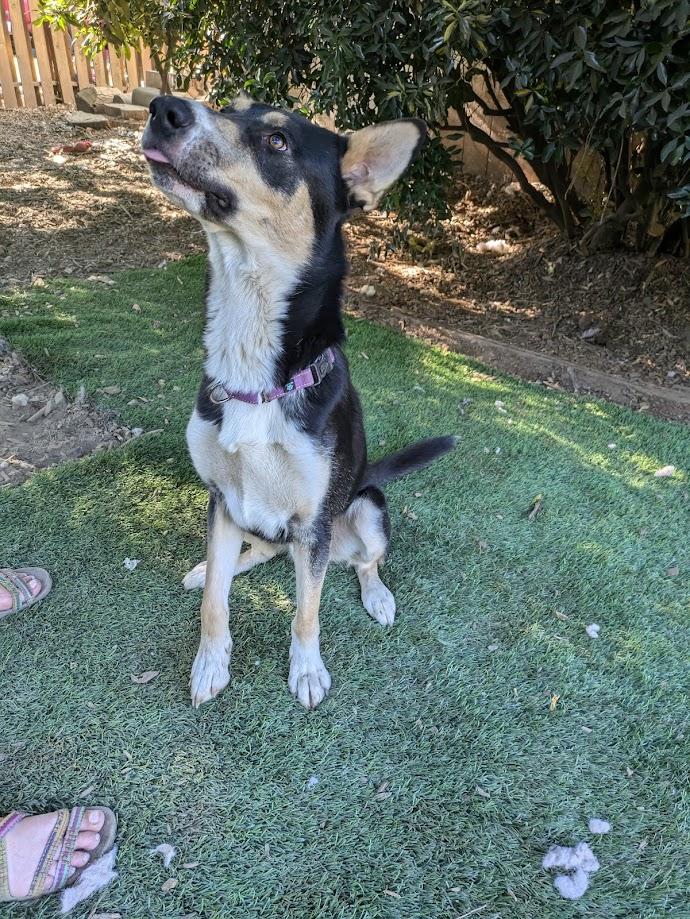 JoJo, Adoptable, Young Male German Shepherd Dog.