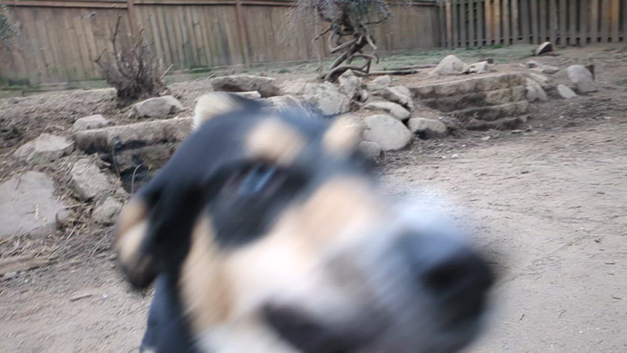 Enlarge JoJo, a Adoptable mixed breed in Tigard, OR video 2/3