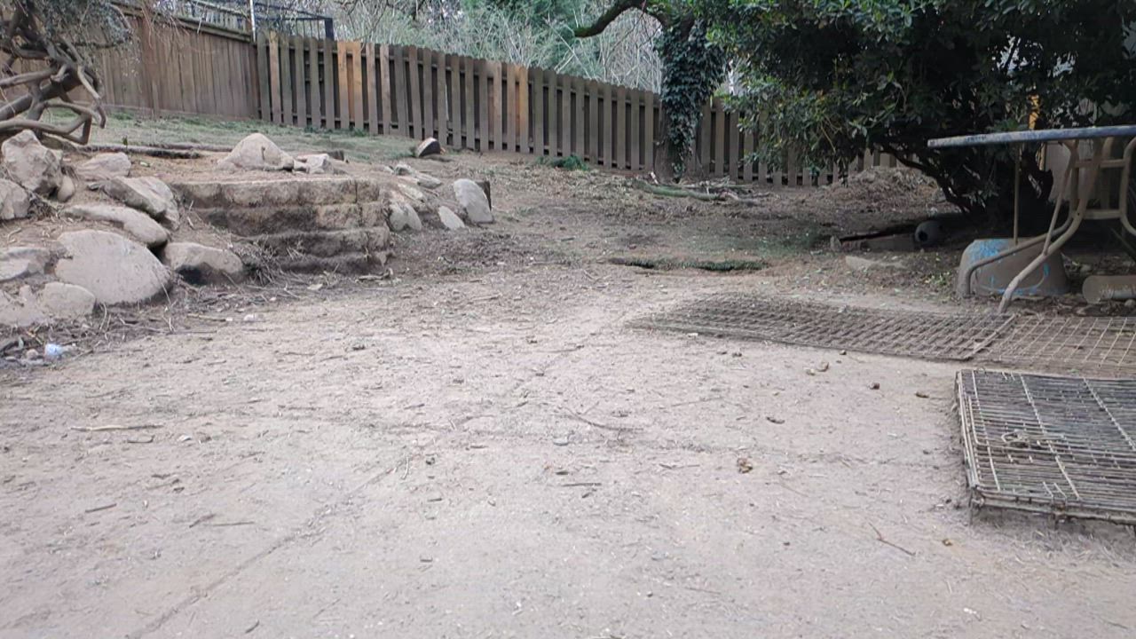 Enlarge JoJo, a Adoptable mixed breed in Tigard, OR video 3/3