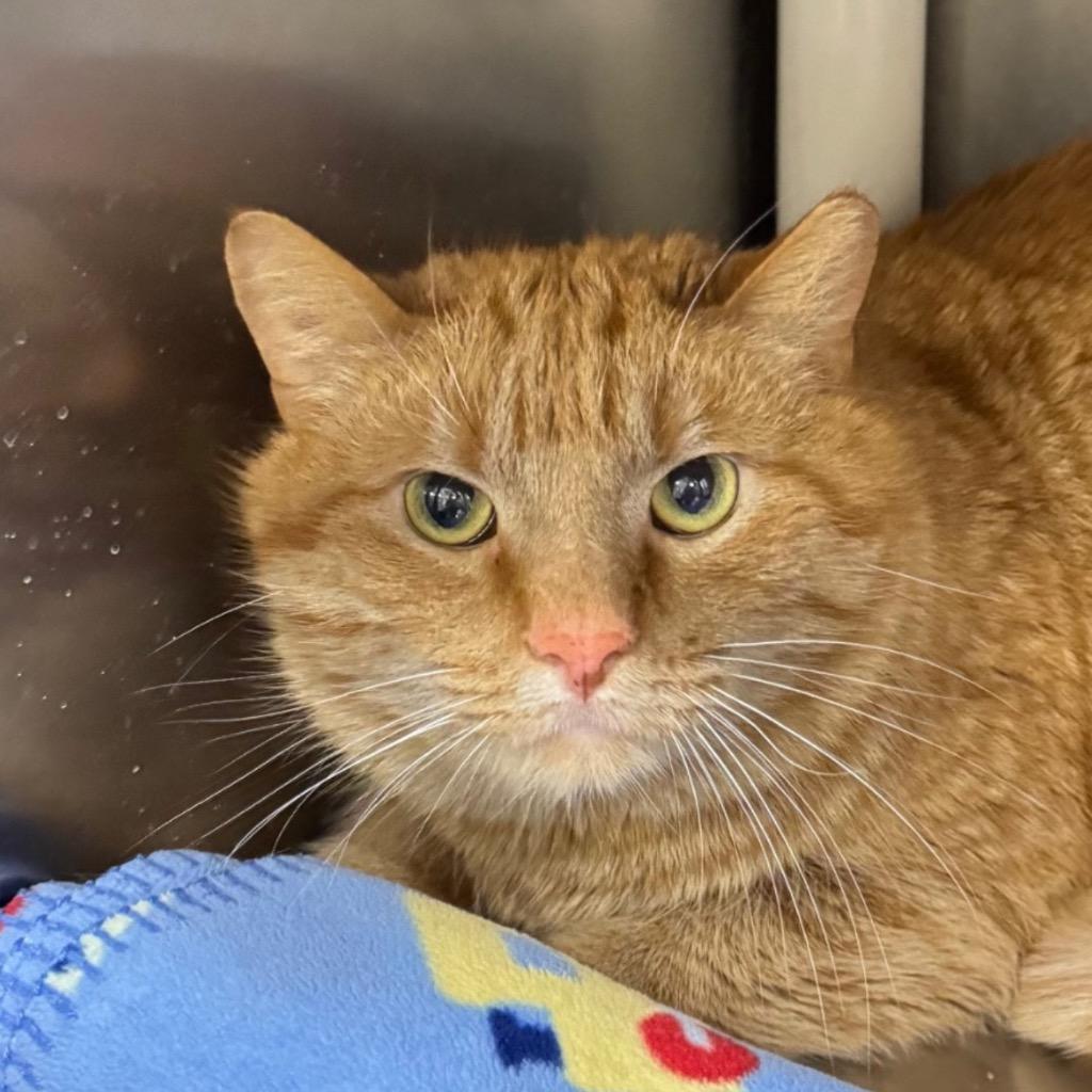 Enlarge TWIX, a Adoptable mixed breed in Battle Creek, MI image 1/1