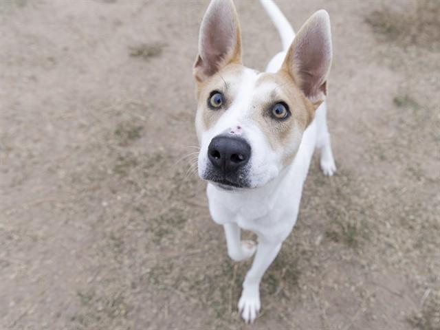 PAXTON, Adoptable, Young Male Australian Cattle Dog / Blue Heeler & Mixed Breed.