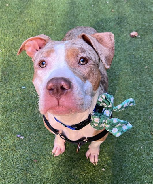 FABLE, Adoptable, Young Female Pit Bull Terrier & Mixed Breed.