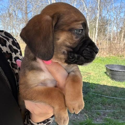 Enlarge Darla, an adopted mixed breed in Crosby, TX image 3/3