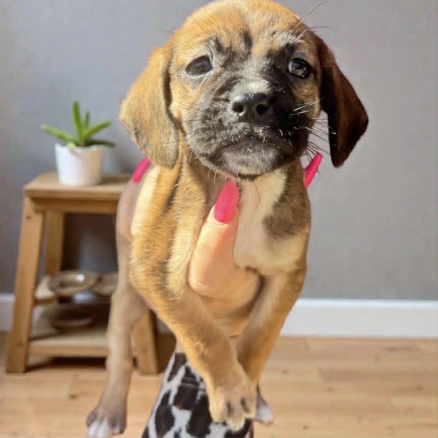 Enlarge Darla, an adopted mixed breed in Crosby, TX image 1/3