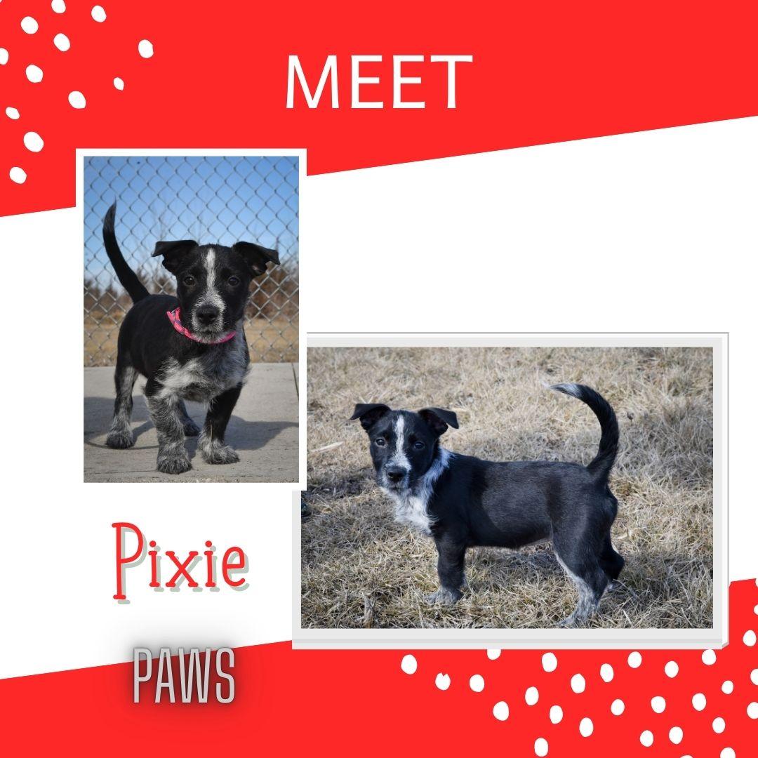 Enlarge Pixie, an adopted mixed breed in Jefferson, IA image 1/1