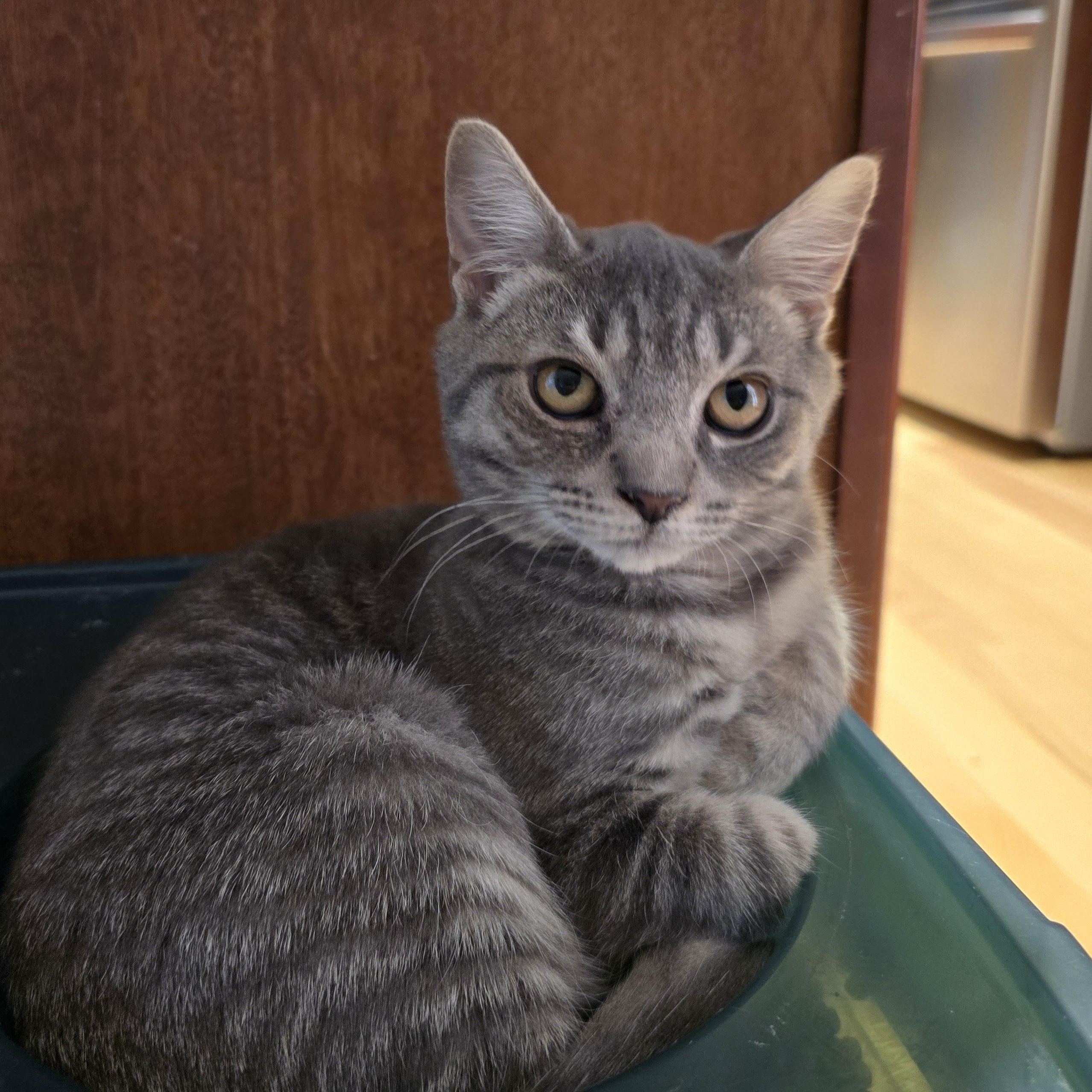 Enlarge Felix, a Adopted Tabby in Woodbridge, NJ image 1/5
