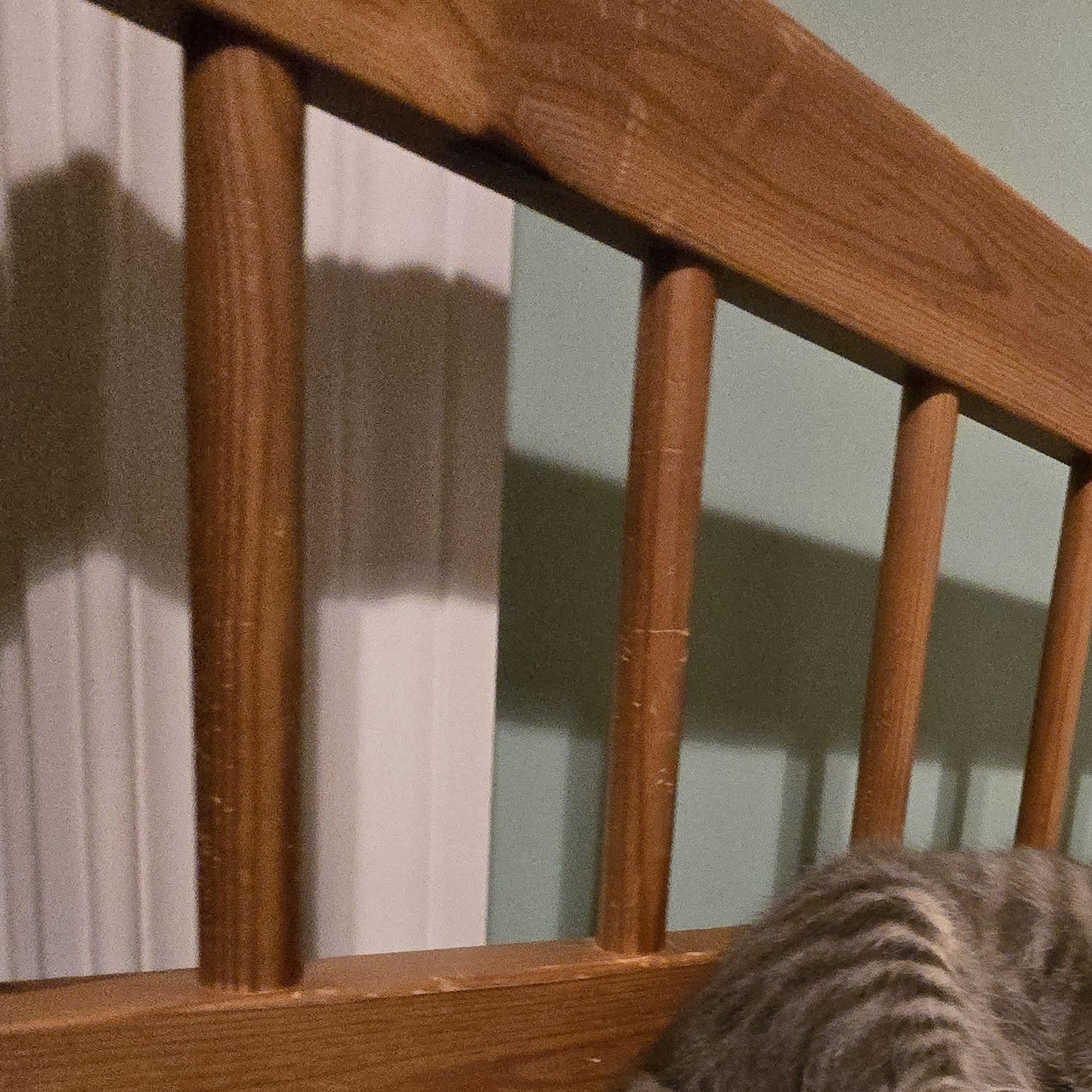 Enlarge Felix, a Adopted Tabby in Woodbridge, NJ image 5/5