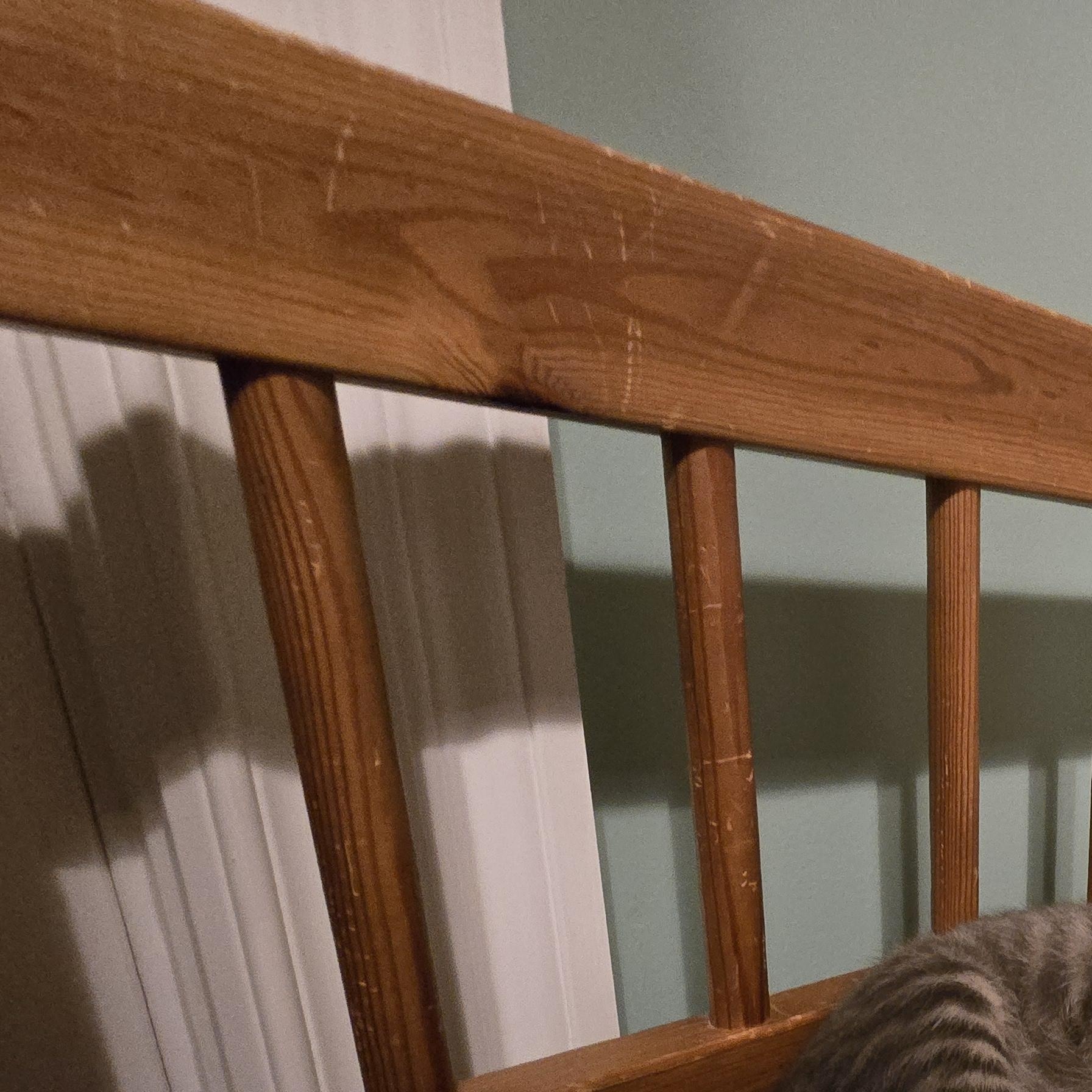 Enlarge Felix, a Adopted Tabby in Woodbridge, NJ image 4/5