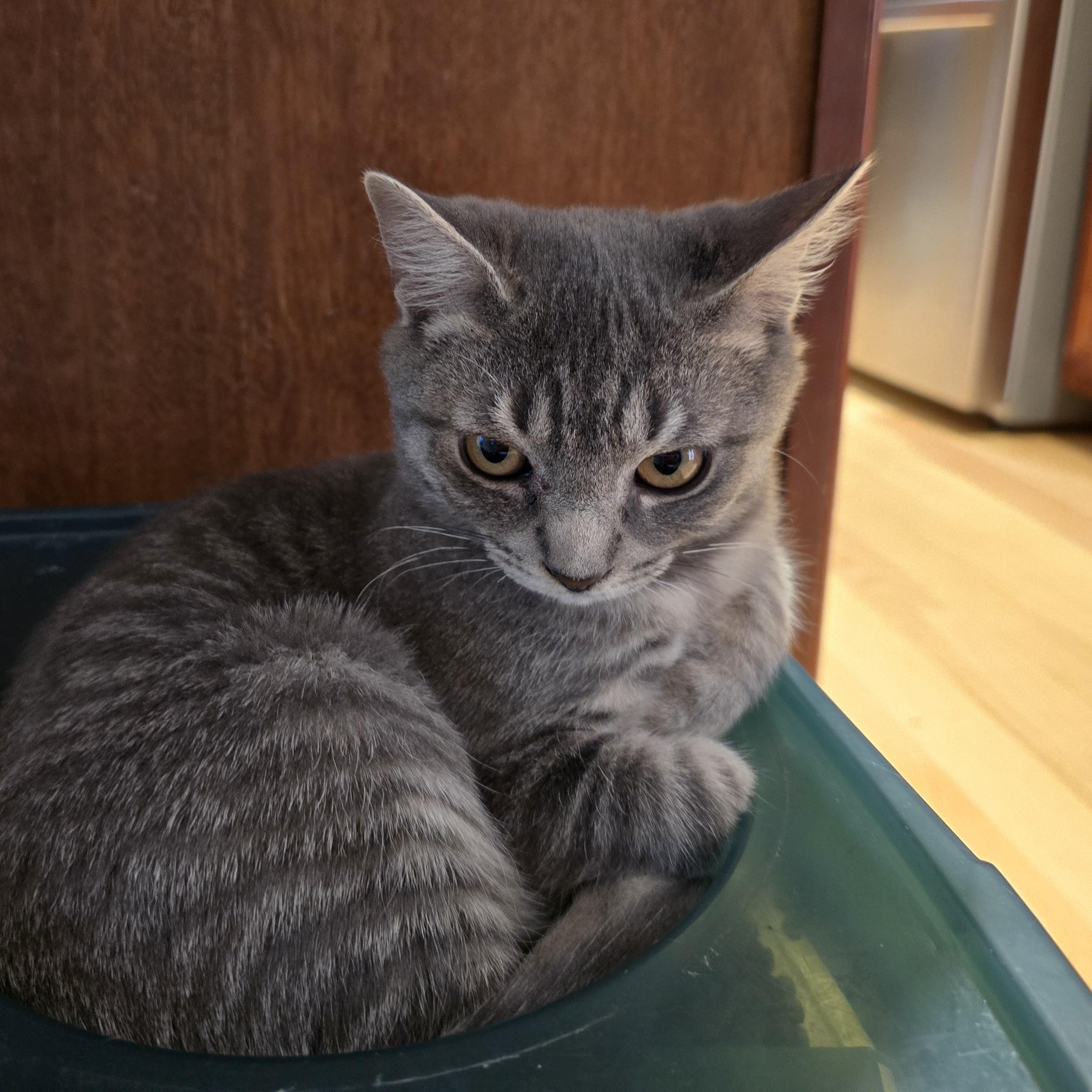 Enlarge Felix, a Adopted Tabby in Woodbridge, NJ image 2/5
