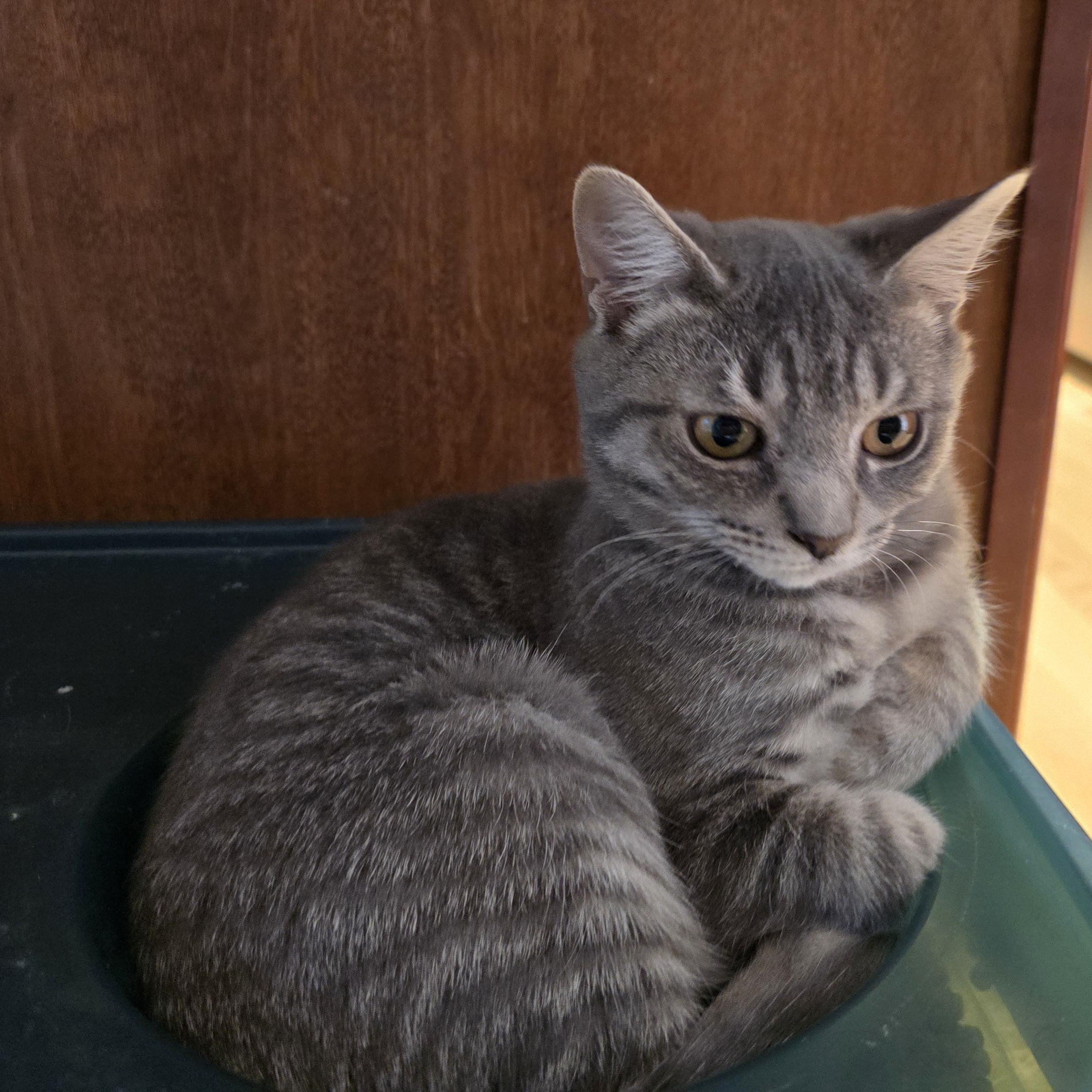 Enlarge Felix, a Adopted Tabby in Woodbridge, NJ image 3/5