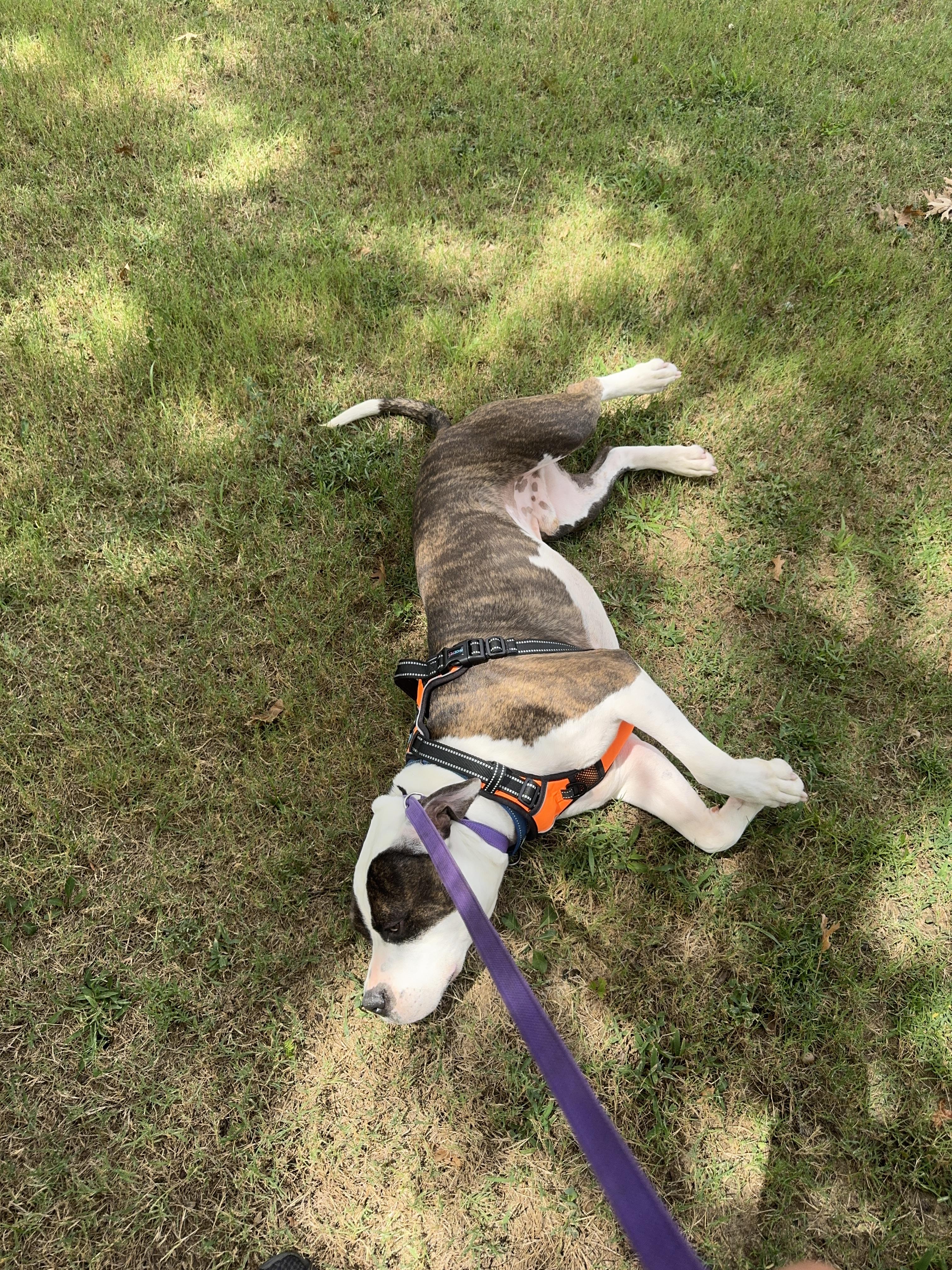 Enlarge Billiard, a ADOPTABLE Mixed Breed in Sherman, TX image 1/3