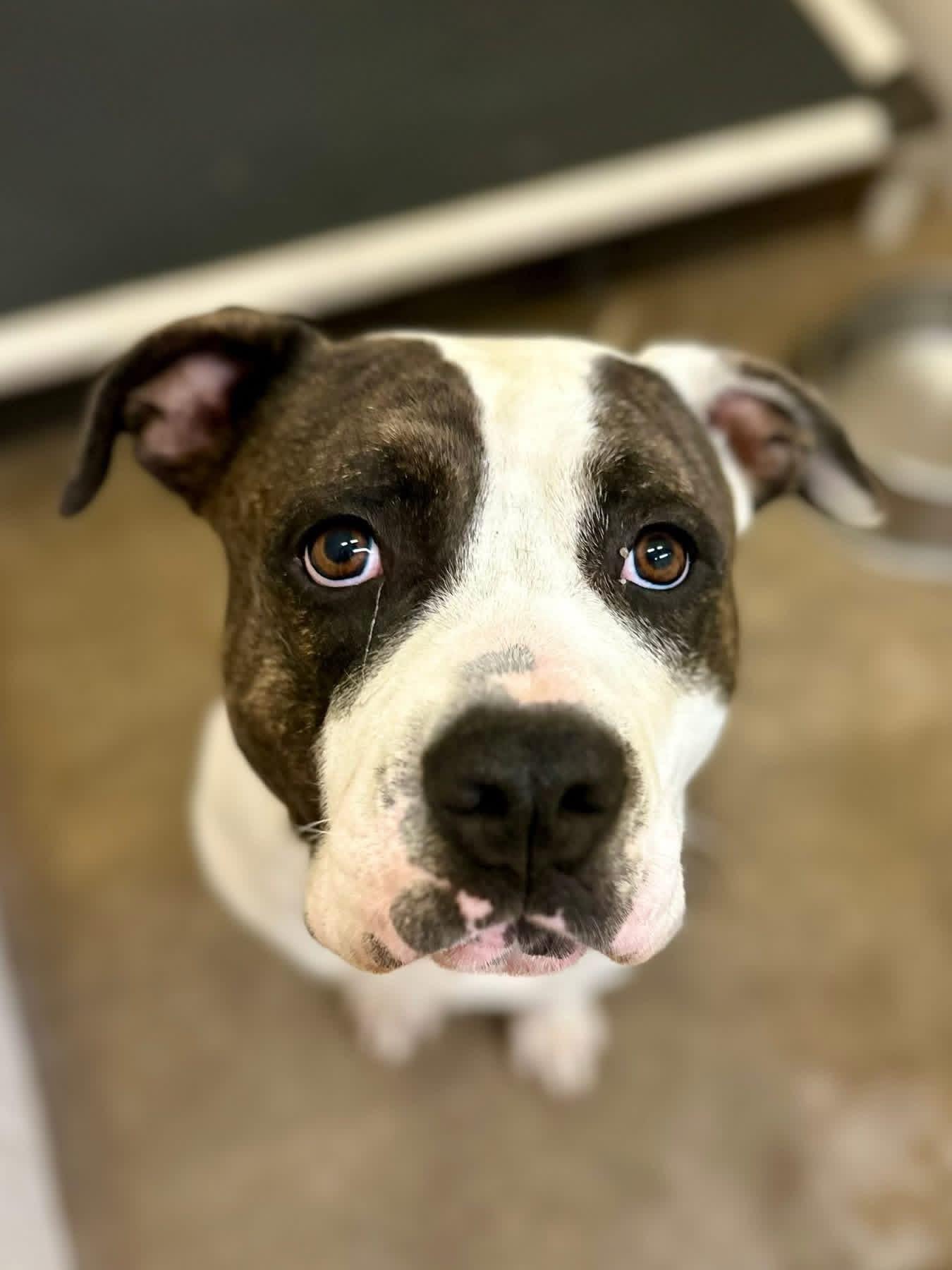 Enlarge Billiard, a ADOPTABLE Mixed Breed in Sherman, TX image 1/1