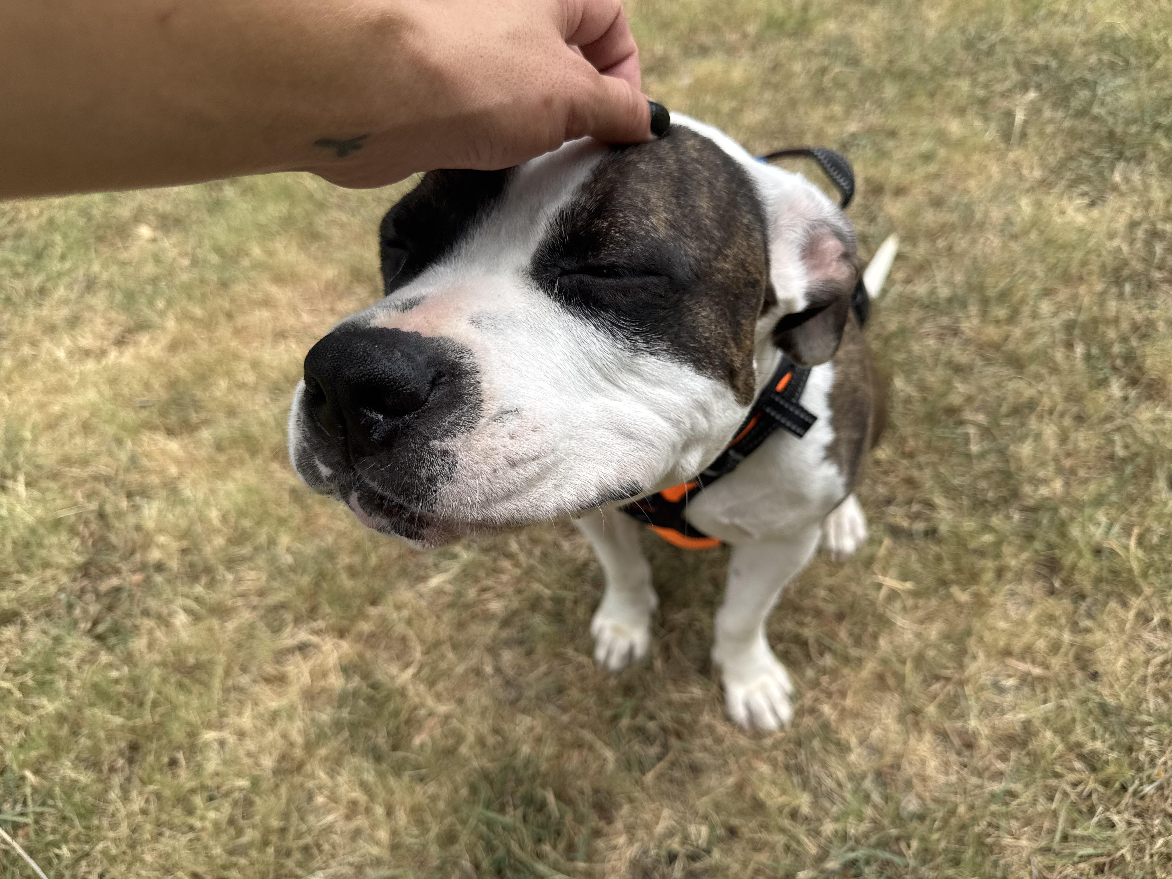 Enlarge Billiard, a ADOPTABLE Mixed Breed in Sherman, TX image 3/3
