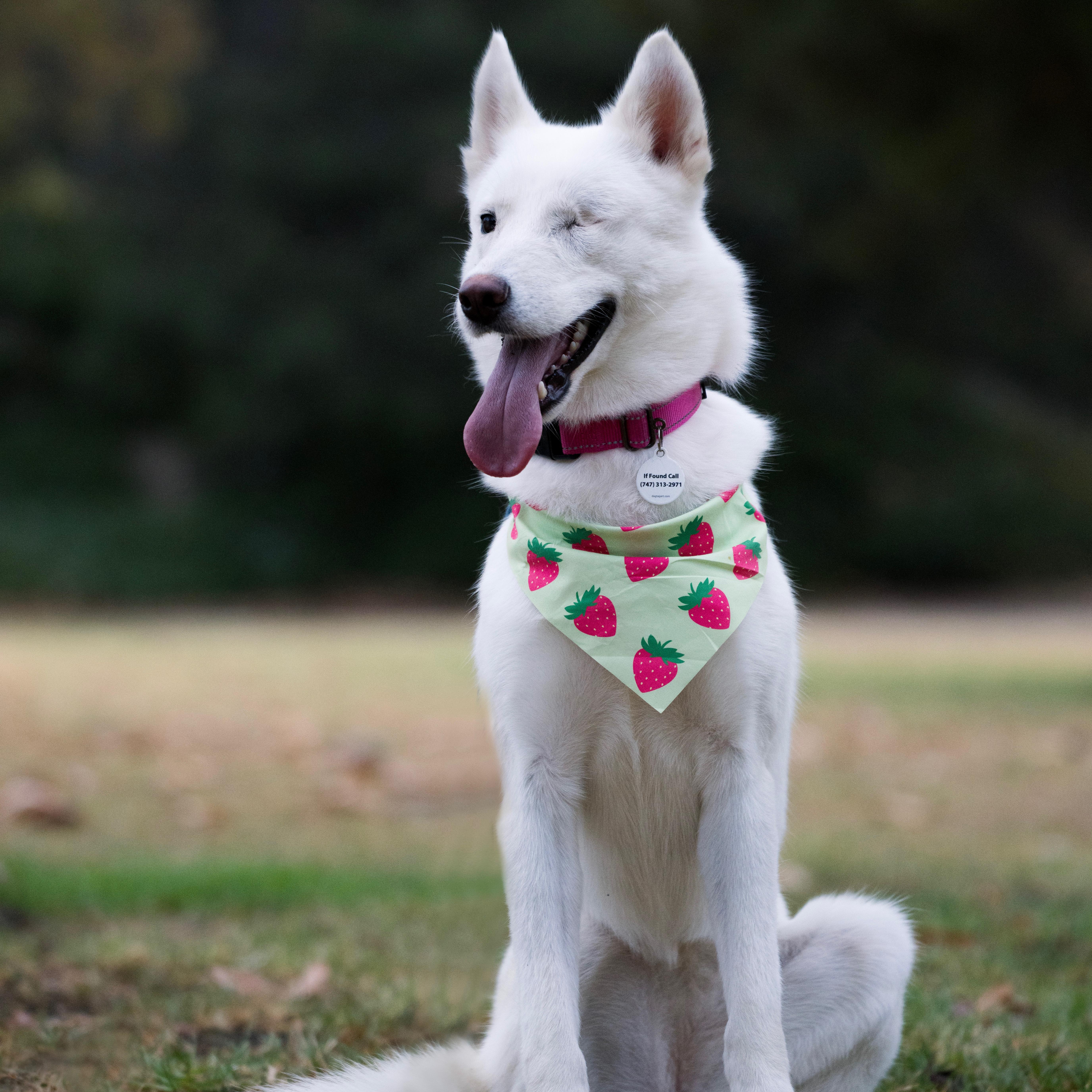 Enlarge Ariel, a Adoptable mixed breed in Torrance, CA image 1/6