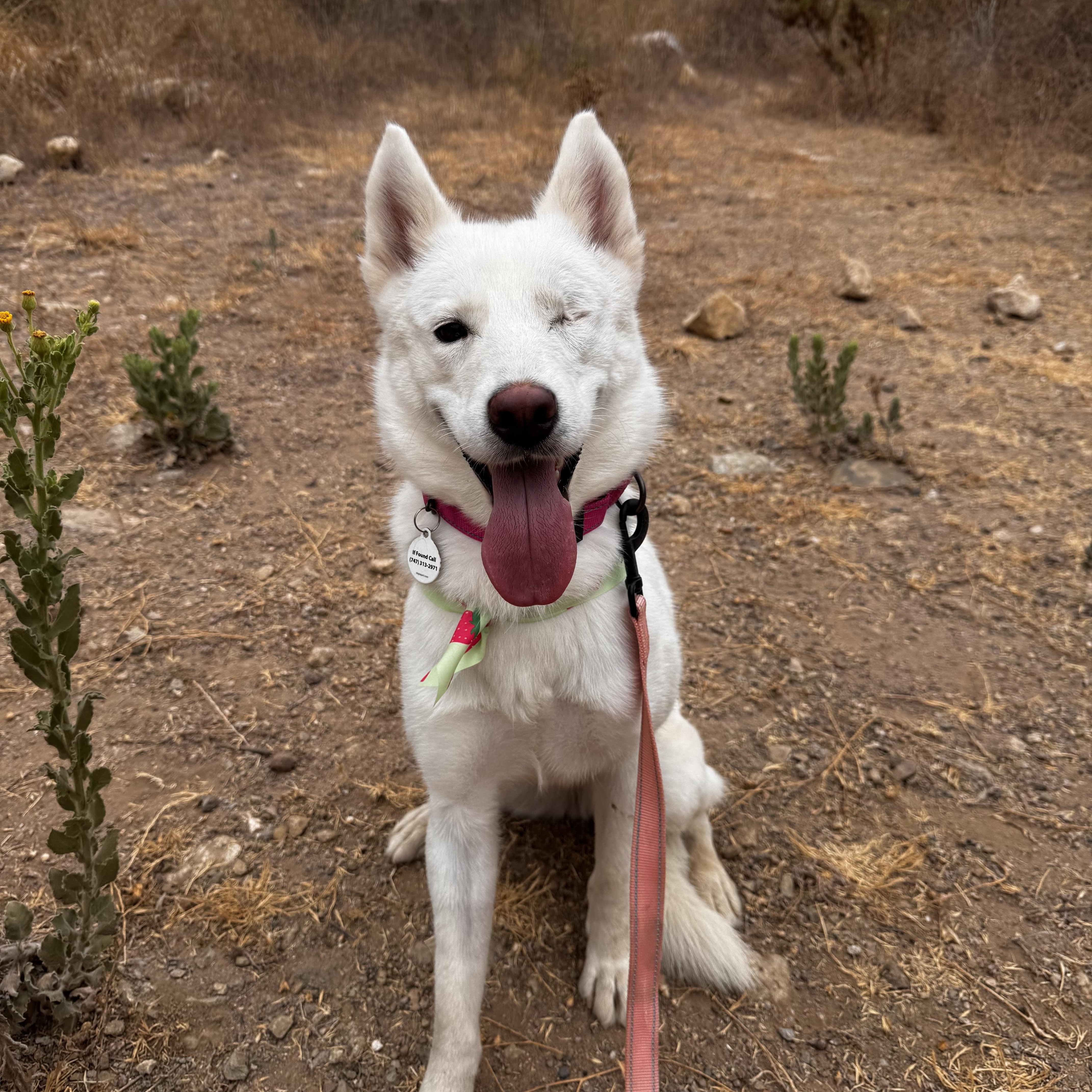 Enlarge Ariel, a Adoptable mixed breed in Torrance, CA image 6/6