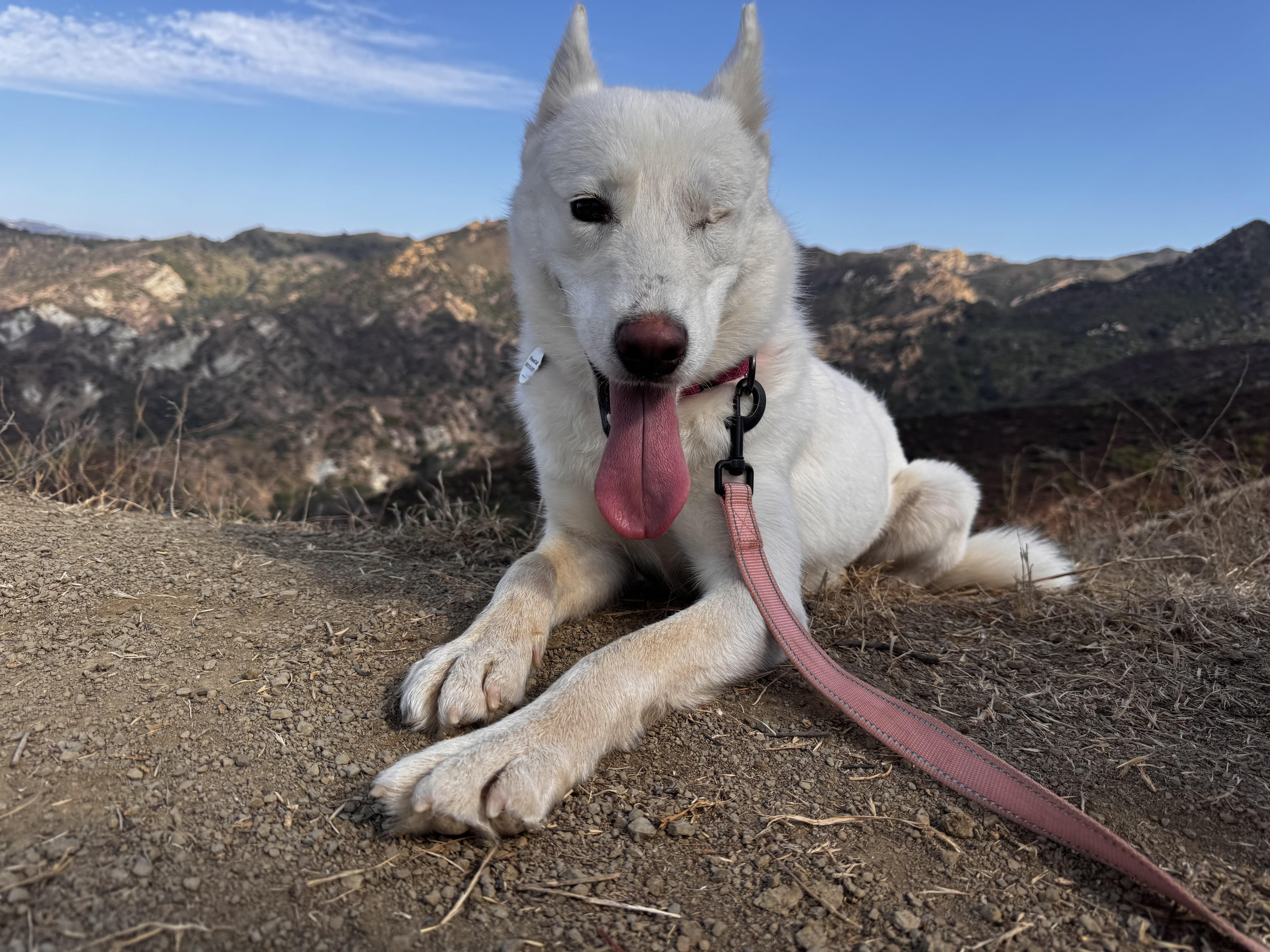 Enlarge Ariel, a Adoptable mixed breed in Torrance, CA image 5/6