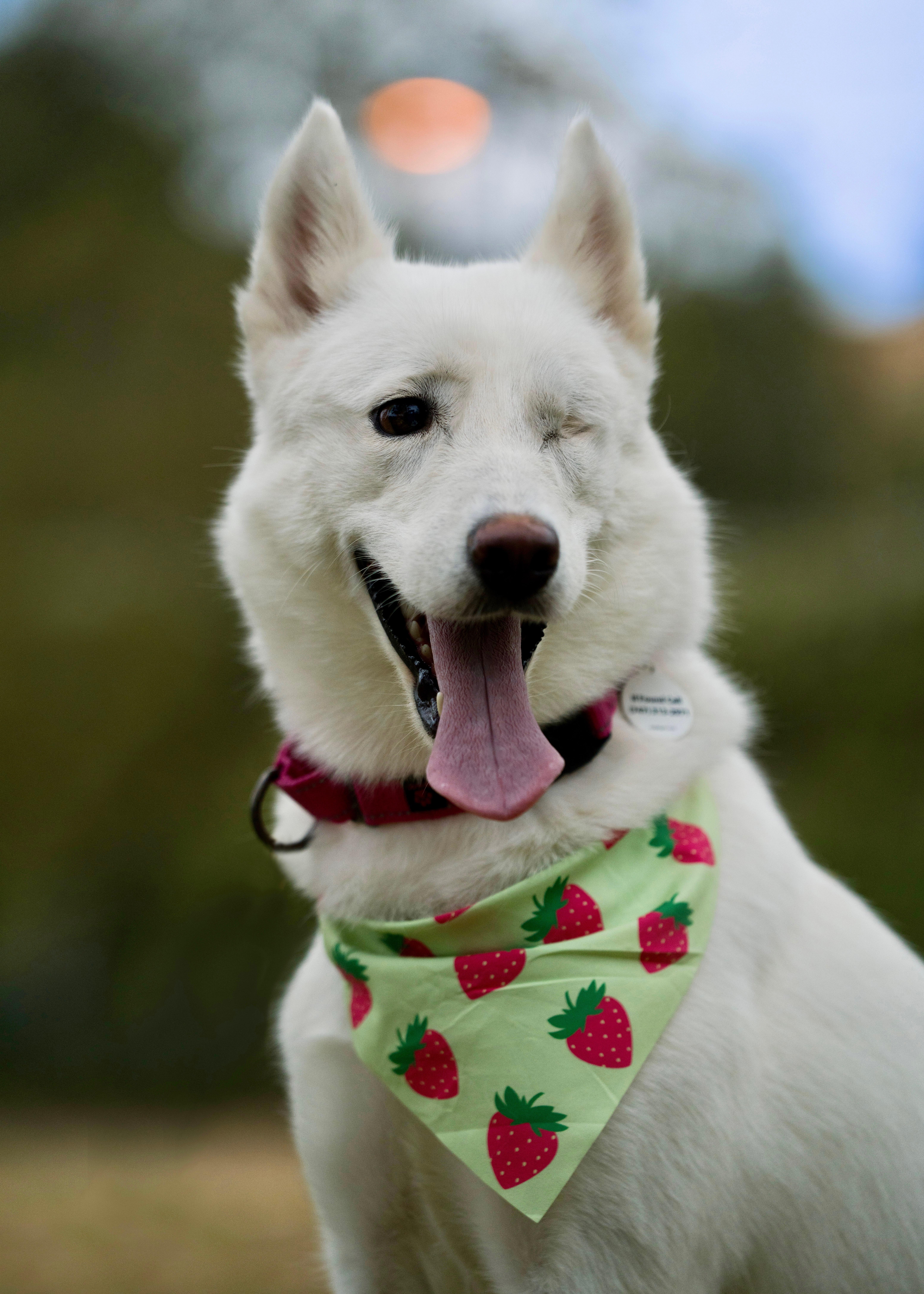 Enlarge Ariel, a Adoptable mixed breed in Torrance, CA image 4/6