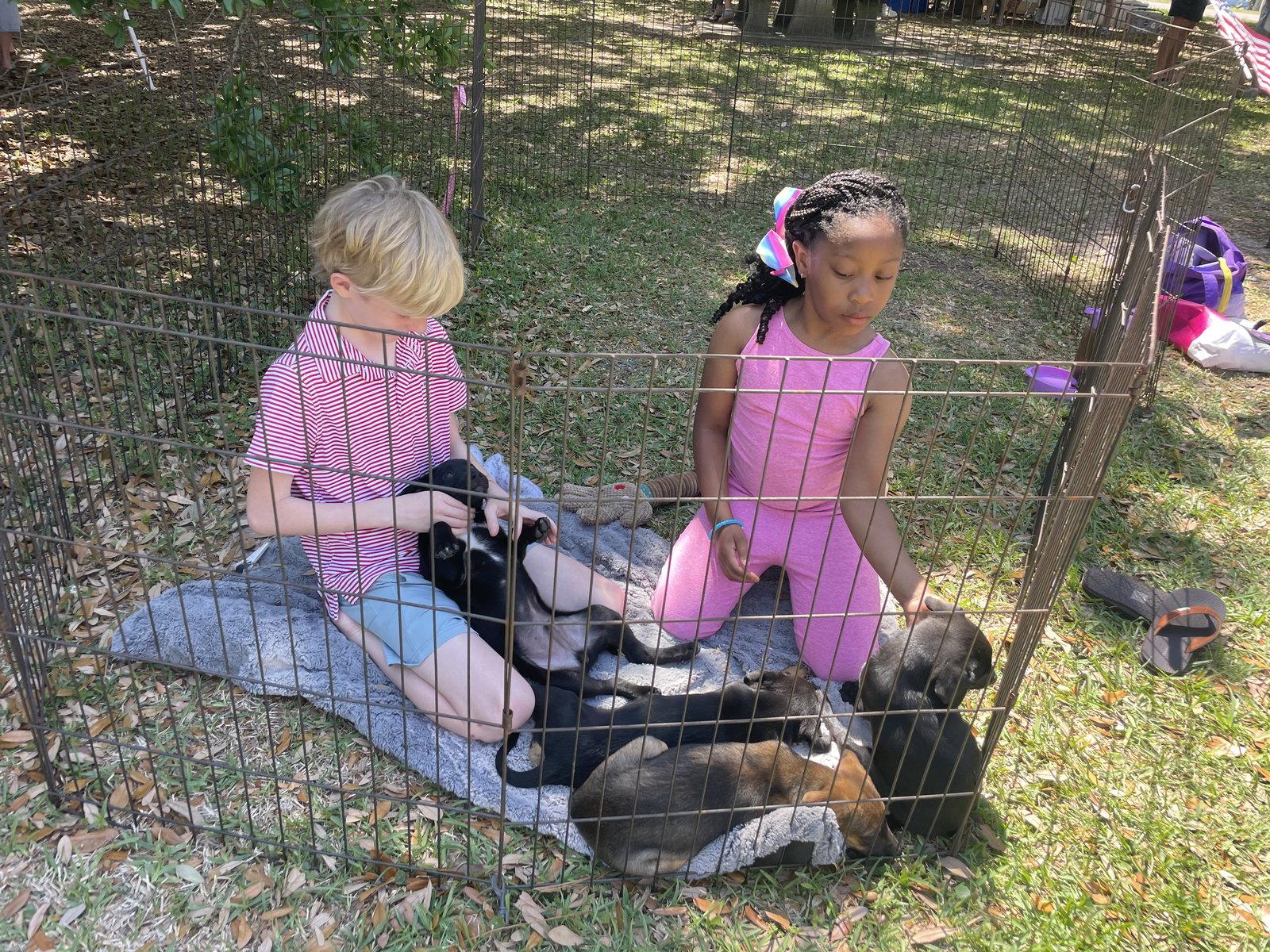 Enlarge Eclair, a Adoptable mixed breed in Mobile, AL image 1/2
